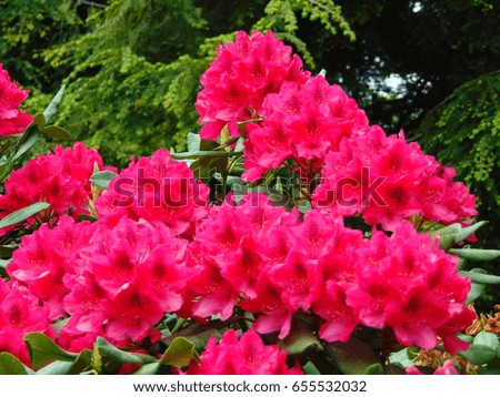 macro photo with decorative bushes, flowers bright pink hue in the landscape design as the source for design,