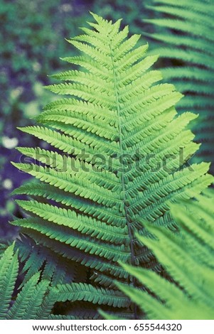 Green fern thicket summer foliage forest background