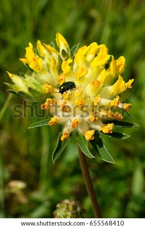 Beetle pest on flower