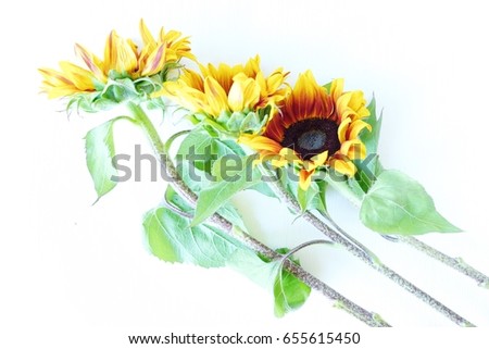 Beautiful summer sunflowers on white background