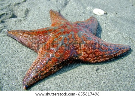 Pink and Orange Ochre Starfish, Vancouver Island, British Columbia, Canada
