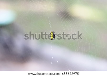 Spiny Orb Weaver (Gasteracantha cancriformis)