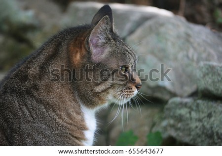 Grey tabby cat stalking prey in backyard 