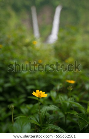 yellow flowers with waterfall background in Pakse, Lao