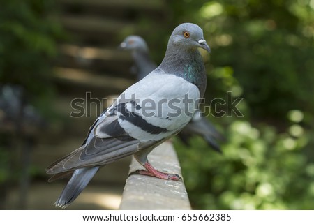 Cute animal world,Dove on the fence