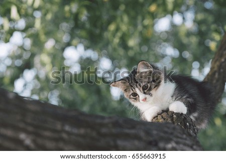 Cat playing on the tree.