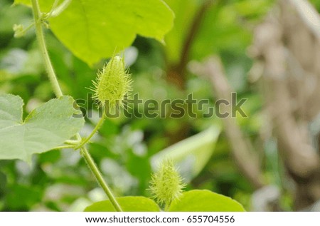  fetid passionflower or passiflora foetida tropical herb growing in backyard garden