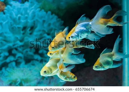 Gold fishes swimming in fresh water aquarium