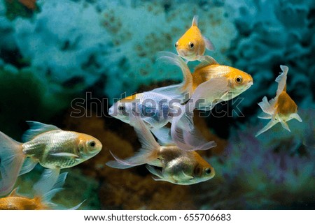 Gold fishes swimming in fresh water aquarium