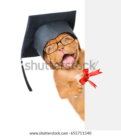 Graduated dog with diploma peeking above white banner. isolated on white background