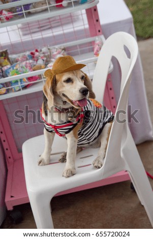 cute puppy wear hat on white chair