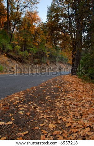 Rural Road Curves Through Autumn Forest
