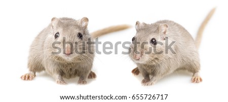 gerbils isolated on white background