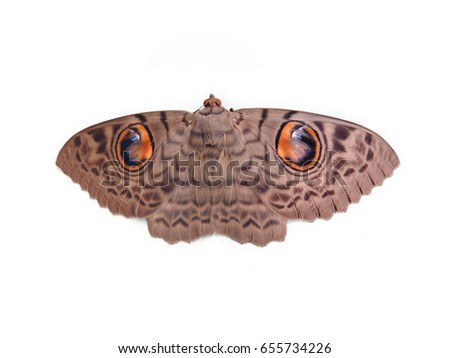 Great owl Moth, Attacus atlas moth isolated on white background.