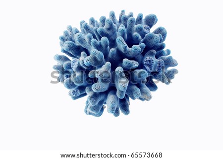 Beautiful coral white background