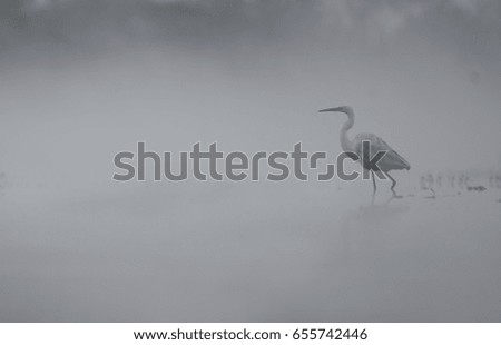 Great egret in misty morning