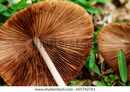 Pale toadstools are poisonous and beautiful