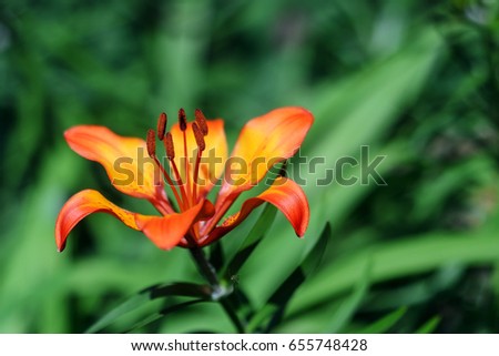 Hybrid Lily Royal Sunset flower on green background. Shallow depth of field.