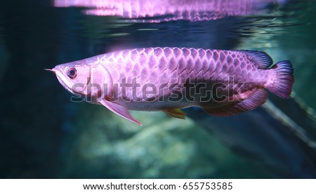 arowana fish in aquarium