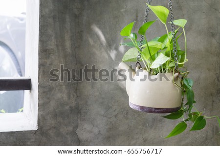 Plant in ceramic pots hang on concrete wall Royalty-Free Stock Photo #655756717