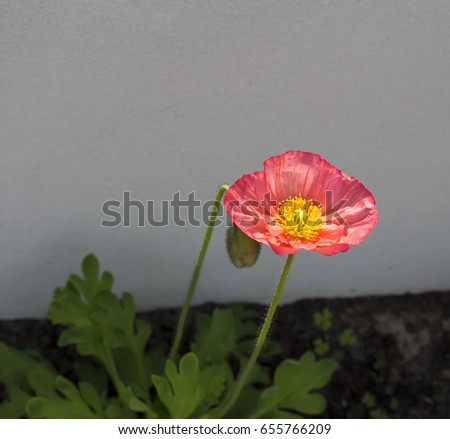 Pretty  pink poppies  flowering plants in the subfamily Papaveroideae  family Papaveraceae colorful single  herbaceous plant,  flowering in  early  spring are a  charming and decorative plant.