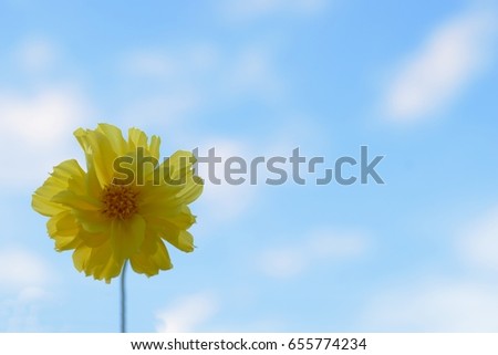 single yellow cosmos flower on beautiful cloudy blue sky background for alone lonely concept