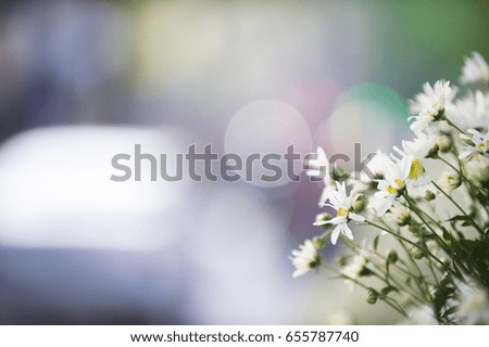 Beautiful Chrysanthemum Flower background ,natural background, soft focus. The flower blooms only on November, very simple but gentle beauty.