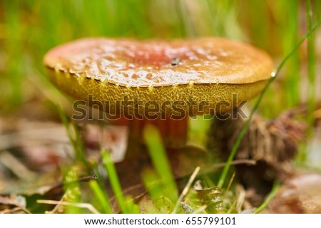 Devil's bolete (Boletus Satanas), poisonous mushroom in the forest