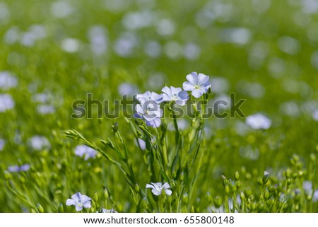 Flax blooms. Green flax field in summer Sunny day. Agriculture, the cultivation of flax. Selective focus