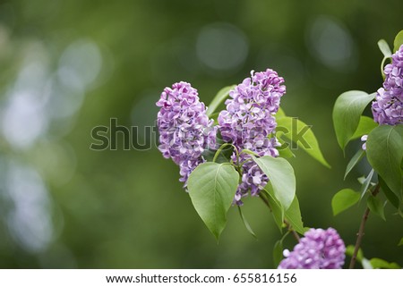 lilac spring bloom warm sun kidney nature Wallpapers pictures of pictures flowers