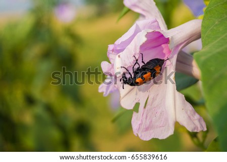 The firebug (Pyrrhocoris Apterus) insect in the flower and eating flower petals