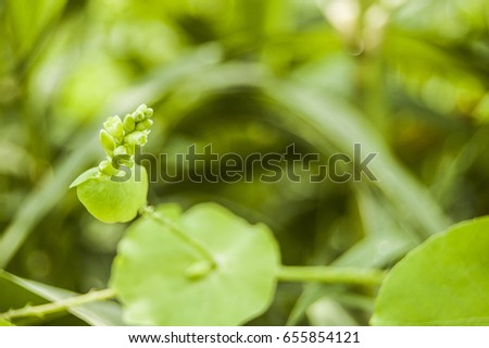 Wallpaper green leaf blur background left position