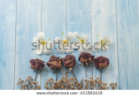 Contrast image concept: dry rose and plumeria flower lay down on the blue wood back ground