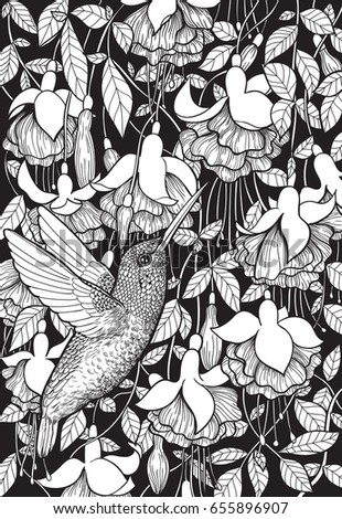 Hummingbird and fuchsia flowers hand drawn illustration. Tropical design.