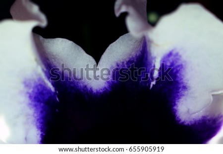 Velvety, trumpet-shaped flowers of white-purple Gloxinia, detail
