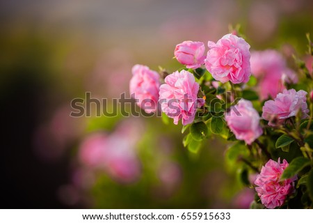 Rosa Damascena from rose valley Royalty-Free Stock Photo #655915633