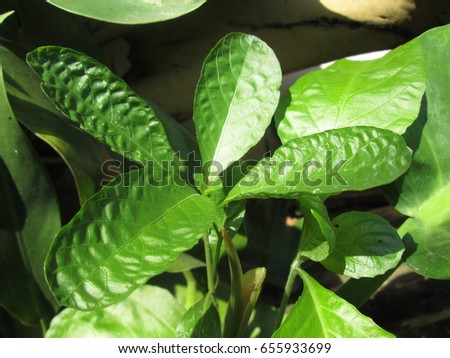 Fresh Green Leaves Plant in the Morning