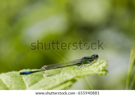 Dragonfly macro photography