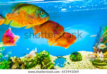 Aquarium with ocean fishes. There are four big red fish in the frame. The colors are blue, red, green, white
