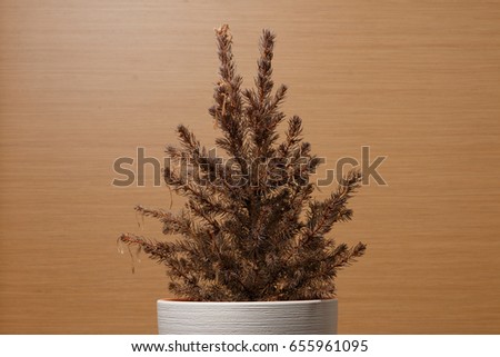 Fir-tree in a white pot on a wooden background. A small Christmas tree in a pot. Withered spruce. Fading tree. The withered tree.