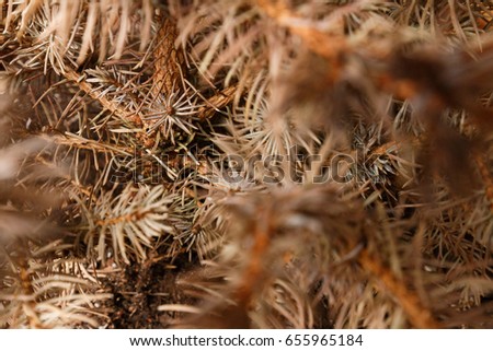 Background of Christmas tree branches. The Thick Green Branches Of The Spruce. In the thick of fir branches
