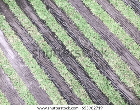 Wooden walkway with grass growing in between