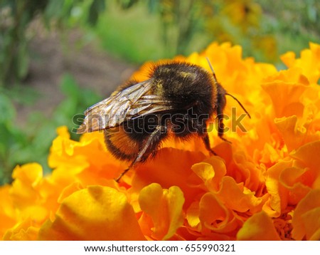 Bumblebee on a flower                               