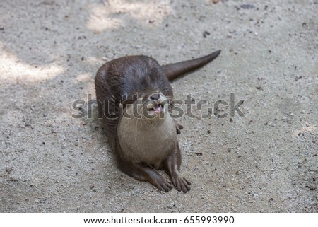 Asian oriental small-clawed otter (Amblonyx cinereus) with open mouth