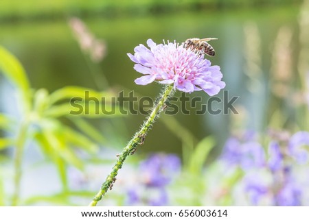 Close up of a flower in a garden with a bee ants and vine louse on the flower