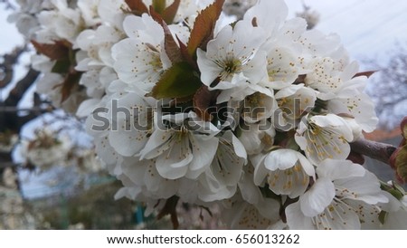 Sakura flowers background Royalty-Free Stock Photo #656013262