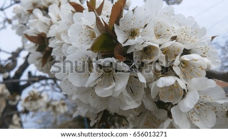 Sakura background Royalty-Free Stock Photo #656013271