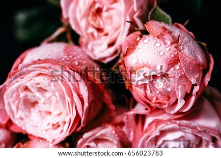 Pink roses covered with drops of water