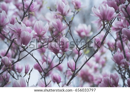 magnolia tree blossom with pink flowers on branch in garden