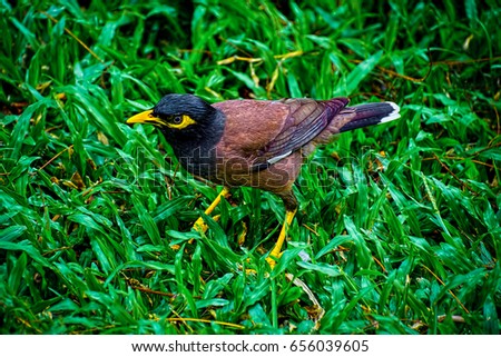 Brown bird with yellow beak, legs and feet on bright green grass, Common Myna or Acridotheres tristis photo, woodland bird of Thailand, nature background photography